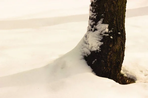 Primo Piano Neve Sotto Tronco Dell Albero — Foto Stock