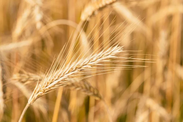 Fotoğraf Triticum Polonicum Polonyalı Buğday Tarlası Bitki Olgunlaştı Hasat Için — Stok fotoğraf