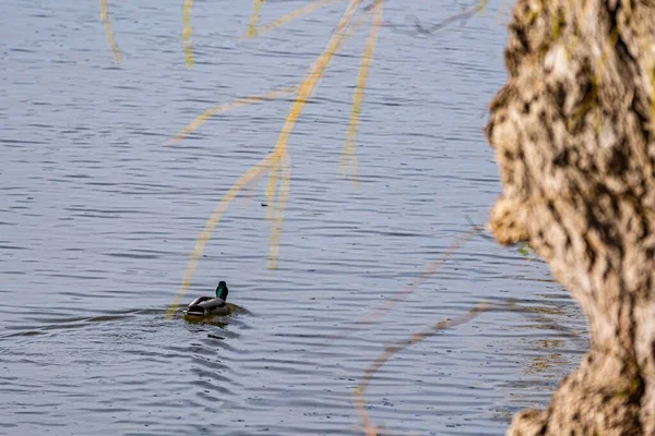Vue Canard Nageant Dans Lac — Photo