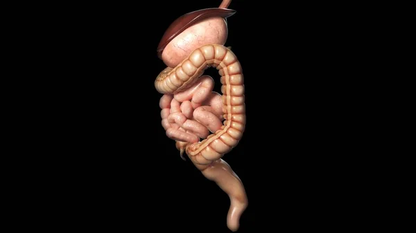 Rendering Digestive System Young Man — Stock Photo, Image