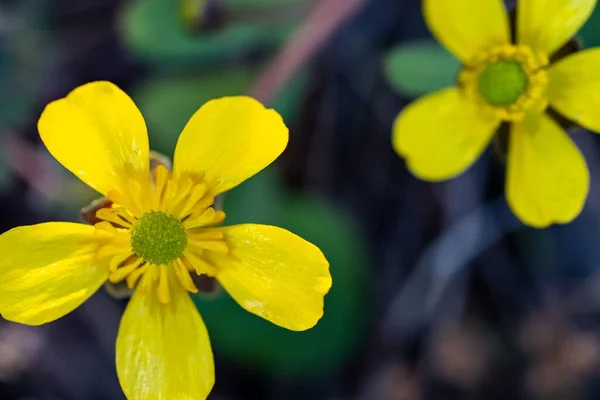 Closeup Blooming Yellow Ranunculus Acris Flowers Isolated Blurred Background — Stock Photo, Image
