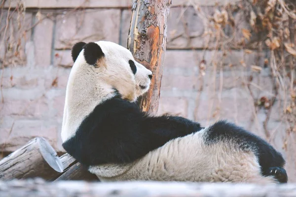 Közeli Kép Egy Óriás Panda Feküdt Hátán — Stock Fotó