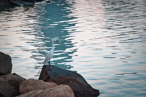 Ein Seidenreiher Steht Auf Einem Felsen Meer Egretta Garzetta — Stockfoto