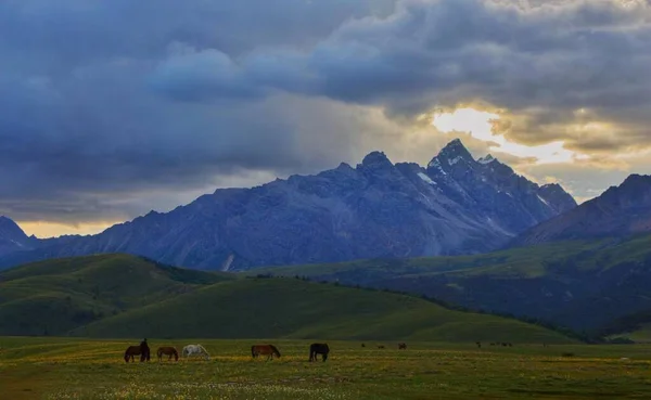 Group Horses Grazing Middle Large Meadows Dark Mountains Sunset Sky — Stock Photo, Image