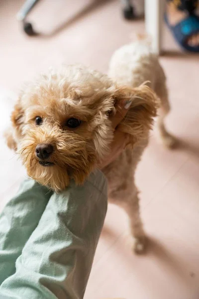 Tiro Ángulo Alto Perro Caniche Con Dueño Aplastando Cara —  Fotos de Stock