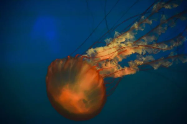 Krásná Medúza Modrých Vodách — Stock fotografie