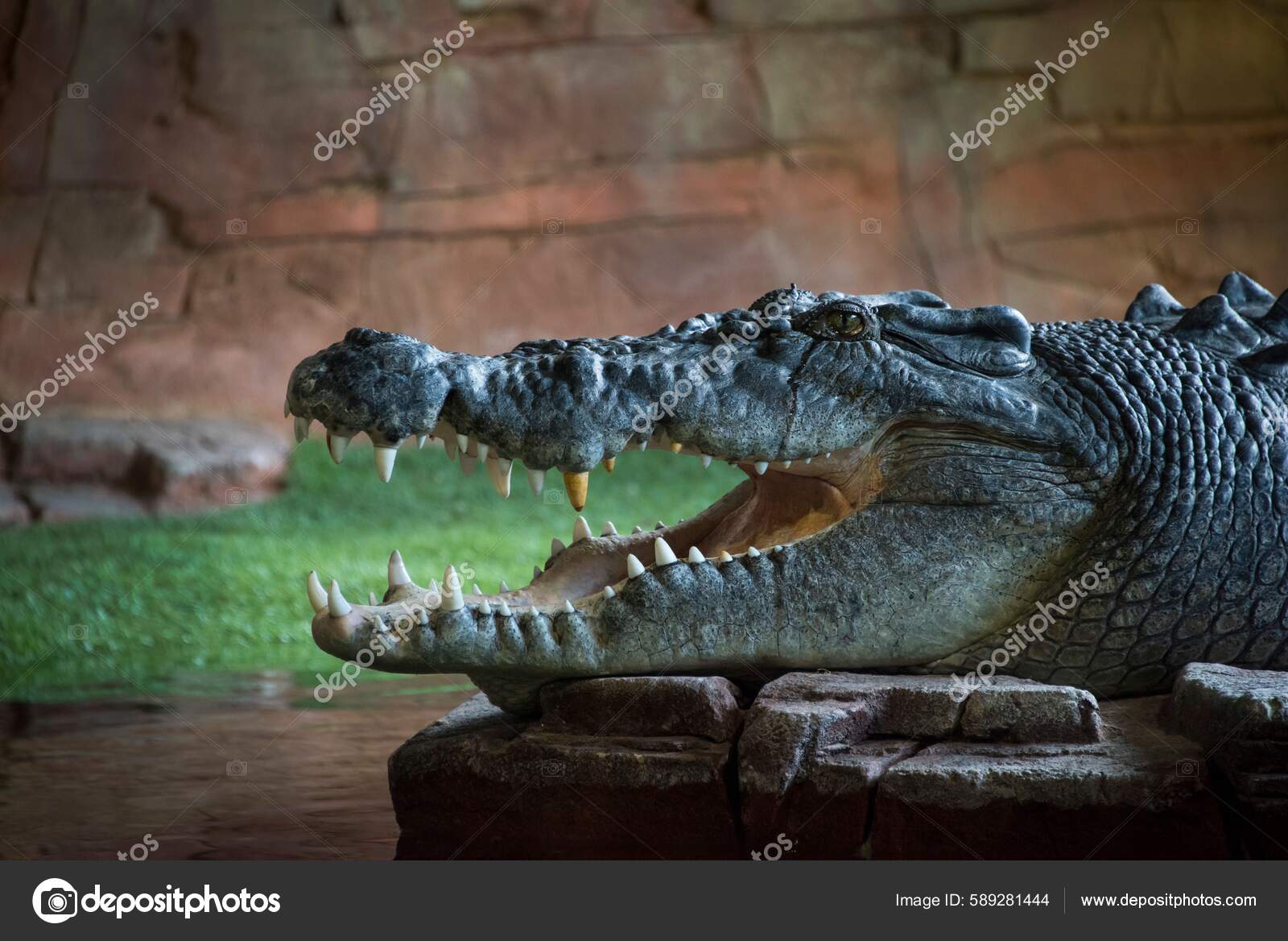 Side View Head American Alligator Alligator Mississippiensis Open