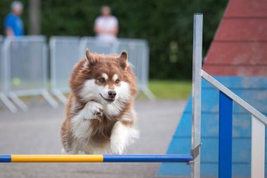 Fin bir Lapphund köpek çevikliği kursunda çeviklik engelinin üzerinden atlıyor