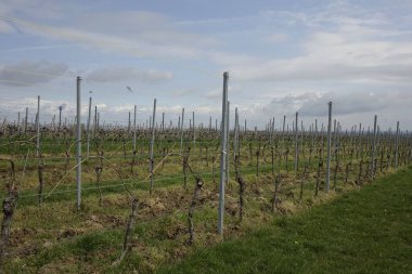 Rhineland Palatinate, Almanya 'da bir bahar gününde üzüm bağı olan güzel bir manzara.