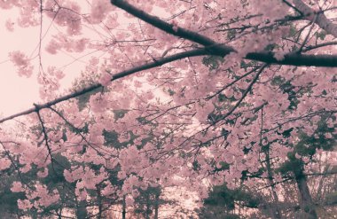 Parkta pembe çiçeklerle açan ağaç dallarının yakın çekimi.