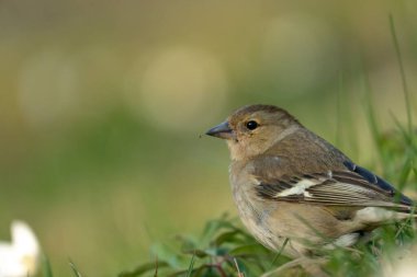 Bulanık arkaplanda sıradan bir papatya ağacının yakın plan çekimi.