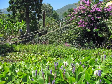 İsviçre, Lago Maggiore 'da Isole di Brissago' da çiçekli ve ağaçlı gölet.