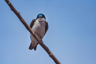 Bir ağaç dalında oturan Ortak Ev Martin 'in yakın çekimi.