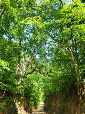 Yeşil ağaçlarla çevrili bir ormanda yürüyüş yolunun dikey görüntüsü.