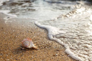 Sahildeki deniz kabuğunun yüzeysel bir odak noktası.