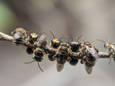 Bir ağaç dalında dinlenen bir grup iğnesiz arı.