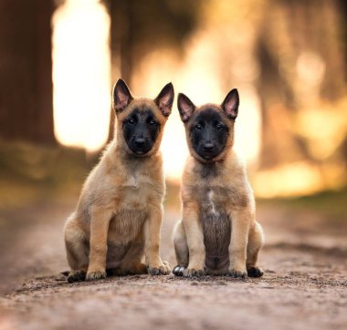 Belçika çoban köpeği Malinois 'in iki yavrusu yan yana oturuyor.