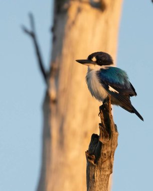 Kutsal Kingfisher bir ağaçta oturuyor