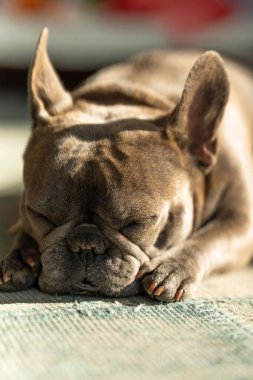 Fransız Bulldog 'un halıda yatıp uyuduğu dikey bir kare.