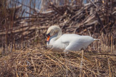 Yuvada oturan bir Kuğu 'nun seçici odağı