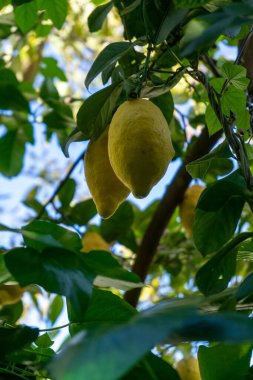 Olgun limonlu limon ağacının dikey görüntüsü.