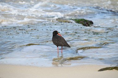 Güzel siyah bir istiridye avcısı kuş kıyıda duruyor.