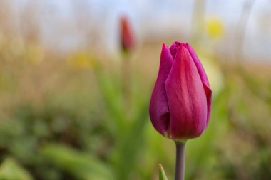 Bahçedeki pembe lalenin seçici odak noktası.