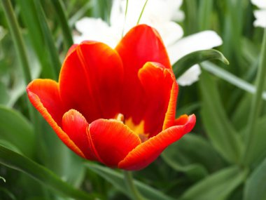 Kırmızı bahçe lalesinin yüksek açılı makrosu yeşil yapraklı arka planda.