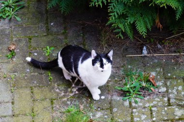 Kameraya bakan siyah beyaz bir kedinin yakın çekimi.