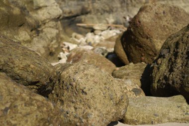 Sahildeki kaya oluşumlarının yakın plan çekimi.