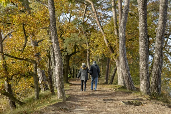 Couple Seen Walking Autumn Forest Scene Colorful Fall Foliage Paving — Stock Photo, Image