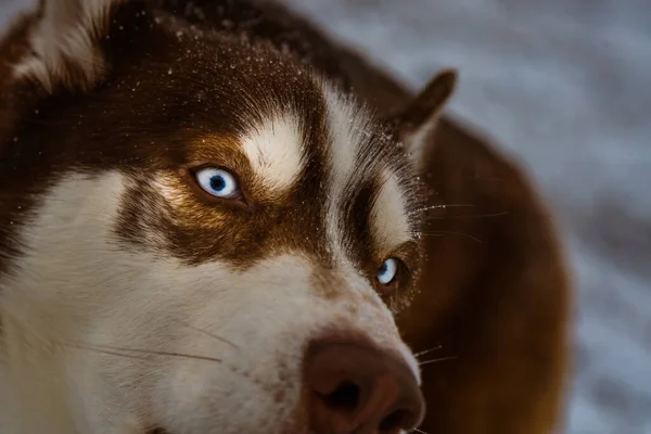 Egy Husky Közelsége Hóban Gyönyörű Széles Fehér Szemekkel — Stock Fotó