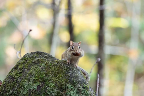Zbliżenie Ujęcia Małej Wiewiórki Jedzącej Orzechy Skale — Zdjęcie stockowe