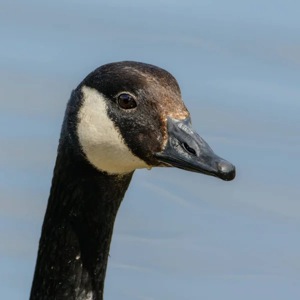 Selective Focus Canada Goose Water Background — Stock Photo, Image
