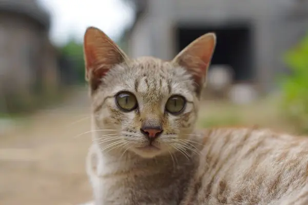 Eine Selektive Fokusaufnahme Einer Straßenkatze Mit Grünen Augen — Stockfoto