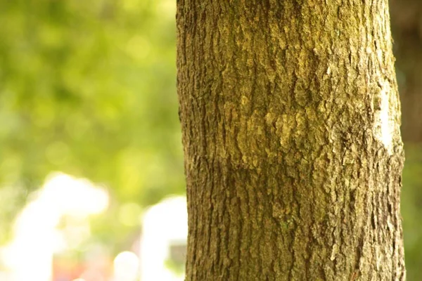 Een Selectieve Focus Shot Van Boomstam Het Bos — Stockfoto