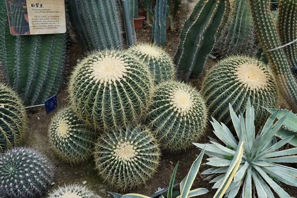 Een Prachtig Shot Van Tropische Cactussen — Stockfoto