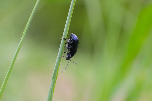 Gros Plan Insecte Agelastica Alni Sur Une Tige Verte Avec — Photo