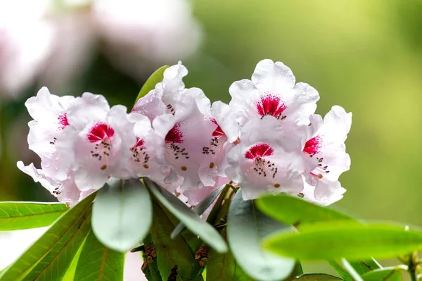 Eine Selektive Fokusaufnahme Von Hellrosa Rhododendron Blüten Garten Unter Sonnenlicht — Stockfoto