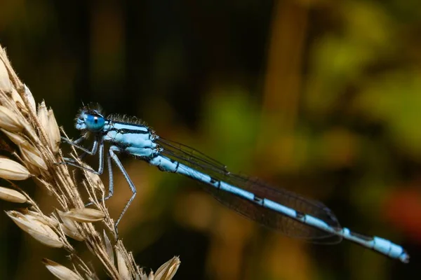 View Small Pitch Dragonfly Natural Habitat — Stock Photo, Image