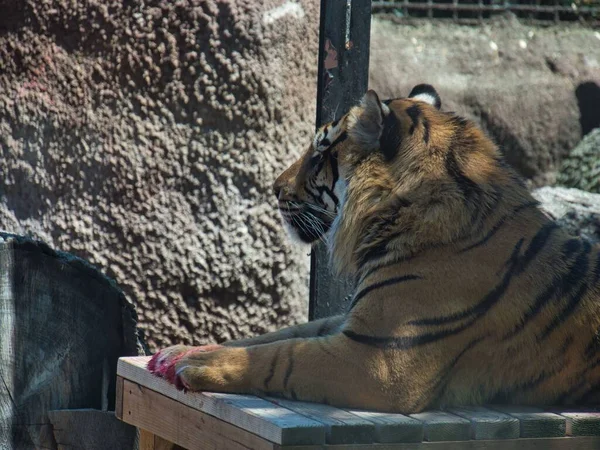 Крупный План Тигра Центре Охраны Зоопарка Топика Топике Канзас — стоковое фото