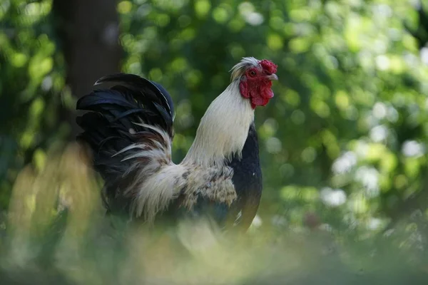 農場の畑に放し飼いの鶏 — ストック写真