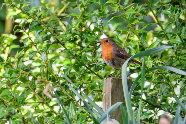 一只欧洲知更鸟坐在木栅栏上的特写镜头 — 图库照片