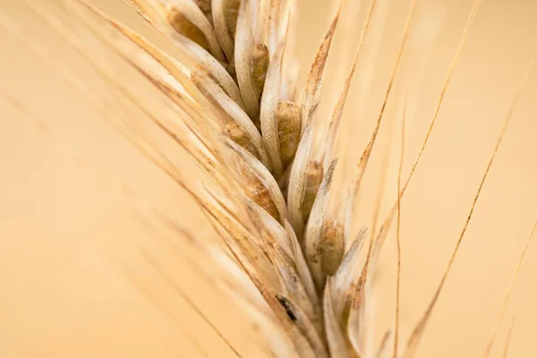 Foto Triticum Polonicum Trigo Polaco Campo Planta Está Madura Lista — Foto de Stock