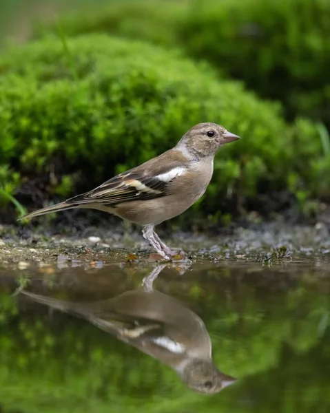 Vertical Closeup Shot Common Chaffinch Reflection Pond — Stock Photo, Image