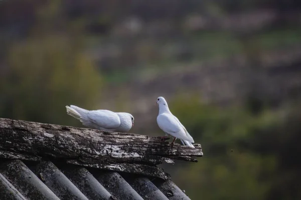 Bulanık Arka Planda Çatıda Tünemiş Beyaz Güvercinlerin Görüntüsü — Stok fotoğraf