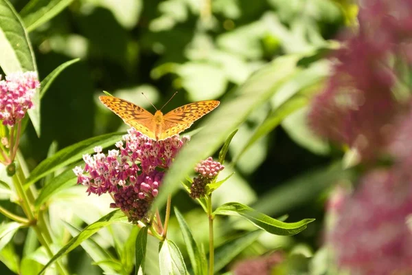 Detailní Záběr Stříbrem Omyté Fritillary Argynnis Paphia Květinu — Stock fotografie