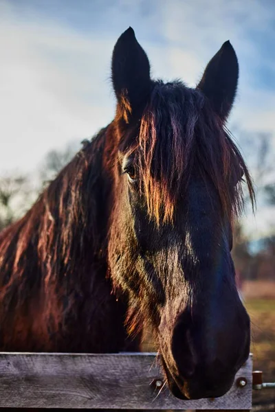 一幅美丽的棕色马在阳光下的农场的画像 它把头低垂在木栅栏上 — 图库照片