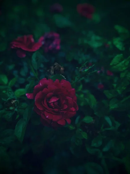 Вибірковий Фокус Зображення Саду Морської Троянди Пишним Зеленим Листям Темному — стокове фото