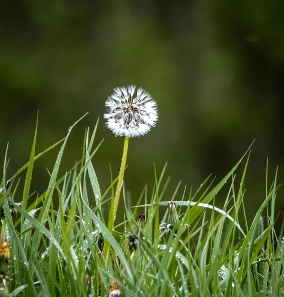 Неглубокий Фокус Одуванчика Зеленом Травяном Поле — стоковое фото